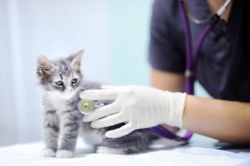 最近の猫の治療費事情・意外に高額な医療費になりがちな3つの病気