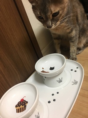 猫が美味しいニャ、と感じるとき。キャットフードは〇〇をチェック！