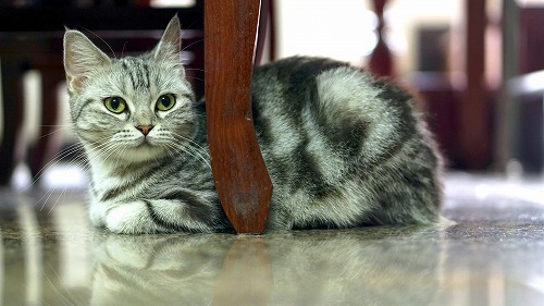 マイニャーな短い尻尾。日本独自の猫の特徴「カギ尻尾」の豆知識