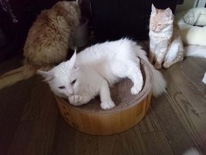 猫を留守番させる時・これだけはして欲しい5つのチェックポイント