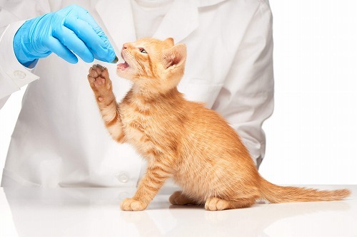 猫への投薬は意外に簡単！猫に上手に薬を飲ませる方法とは