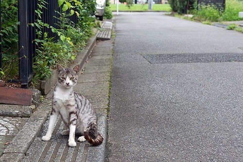 野良猫を地域猫にするために・実際に活動してわかった大事なこと【後編】