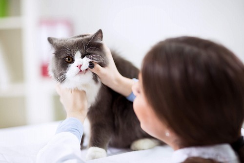 愛猫の異変にいち早く気付くためのチェック方法　【目と口編】