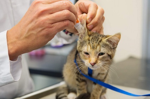 愛猫の異変にいち早く気付くためのチェック方法　【耳と皮膚、足先編】