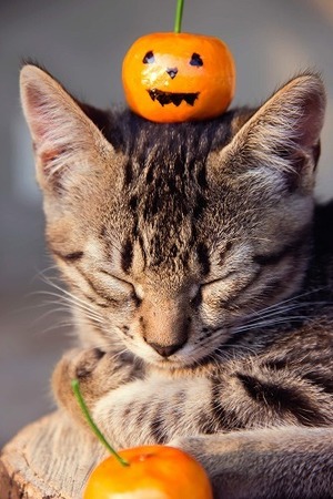 もうすぐハロウィン♪猫が「魔性の生き物」だと言われる7つの理由