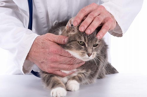 猫の耳掃除は必要 飼い主さんから寄せられた耳についての素朴な疑問 Starthome