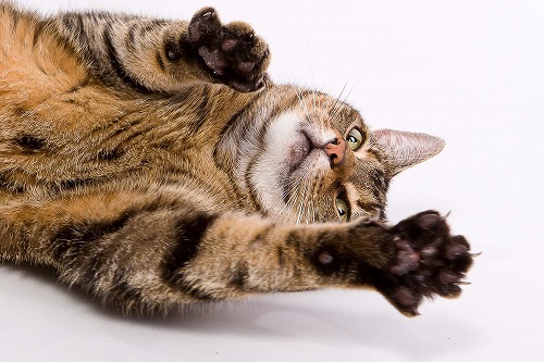 猫はなぜ引っかくの？知っておきたい『猫引っかき病』について
