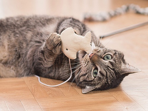 猫がいて良かった！飼い主さんから寄せられた猫がいてハッピーな出来事