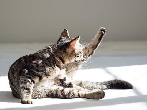 実は嫌なんだニャ…。猫が嫌がるけどついやりがちな飼い主さんのNG行動