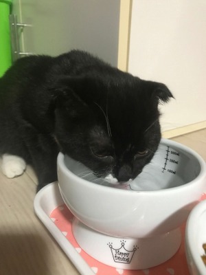 猫は水の味には結構ウルサイ？猫の味覚と口の中の秘密とは