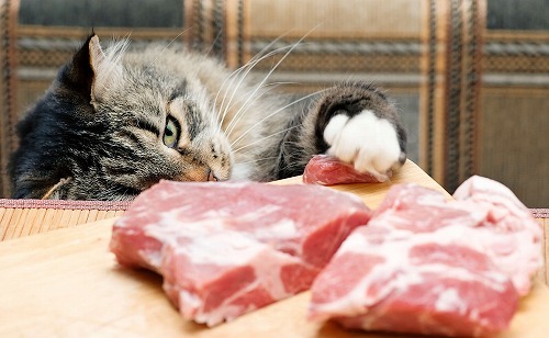 猫に生肉はOK？猫がずっと元気でいられるためのフードの選び方とは