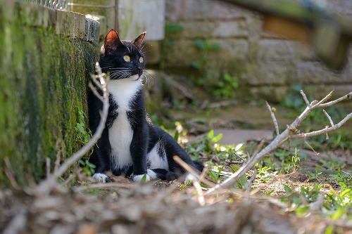 猫は〇〇しないと早く死ぬ？！地域猫から教わったたった一つのこと