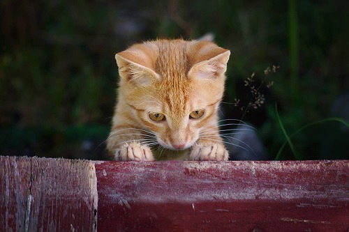 猫の問題行動はコレで解決！飼い主さんに知っておいて欲しい事『後編』