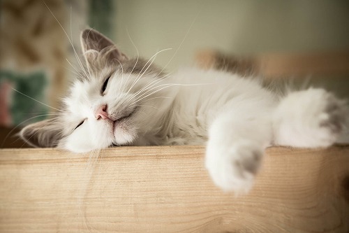寒い夜、ツンデレな猫に「添い寝」してもらうための究極の方法とは