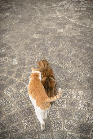 そうだったのか！猫がスリスリ・クンクンしたがる重要な意味とは