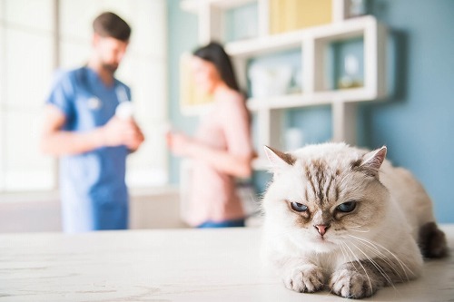 猫の病名にちょっと不安…。セカンドオピニオンを求めるべきか迷ったら