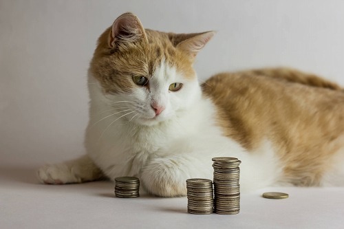 猫の家計簿。およその猫の毎月の出費はどれくらいか調べてみた！