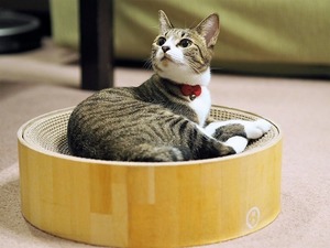 冬は猫グッズの配置場所に要注意！部屋の温度と猫グッズの関係性とは