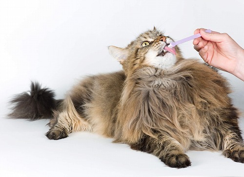 2週間かかったけど…。猫の歯磨き、私はこの方法で成功しました！