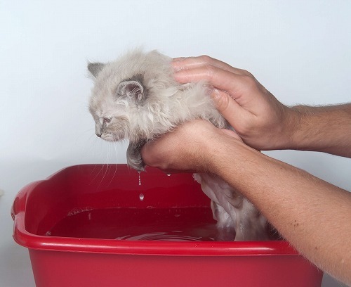 シャンプーよりこちらがオススメ！猫の体を洗いたいときの裏技とは