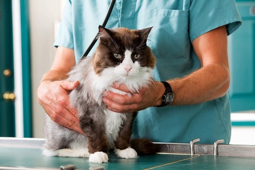 猫の誤飲誤食、ペットの事故では7頭に1頭が誤飲を経験！その対処法とは