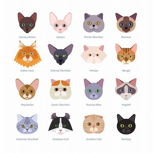 猫の品種 現在の猫の種類は50種類以上あった 愛猫はどのタイプ Starthome