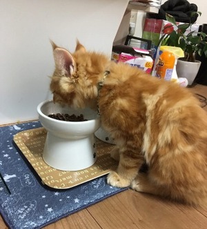 キャットフードの疑問を解決！愛猫が喜ぶ正しい与え方を知っておこう