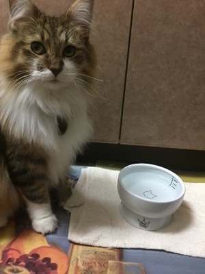 猫が水を飲んでくれないとき・愛猫が水を飲みたくなるアイディア5選！