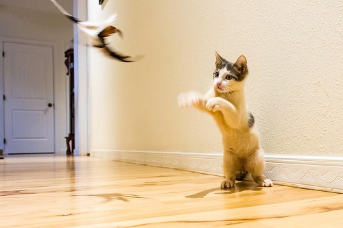 猫がオリンピックに出場したら？実はすごいネコの身体能力とは