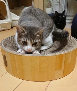 愛猫の困った爪とぎ。諦めないで！飼い主さんが今すぐできる7つの対策法