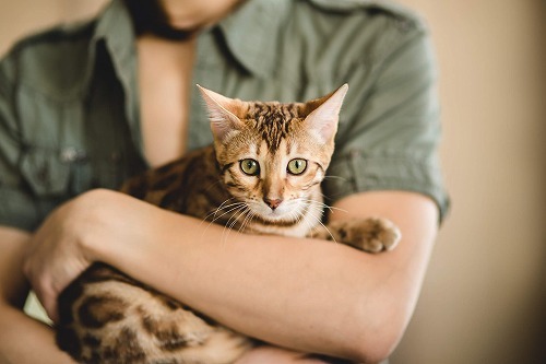 愛猫の健康寿命を伸ばすために！飼い主さんがやっている7つの習慣とは