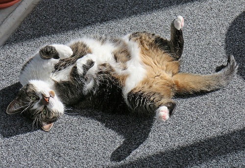 猫が日光浴が好きなのには理由があった！猫に日光浴が必要な５つの理由