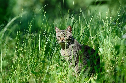猫草は栄養があるの？もっと知りたい！猫と栄養にまつわる5つの疑問
