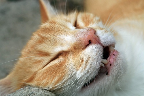 フレーメン反応の真相解明 猫が臭い匂いが好きな意外な理由とは 猫壱 Necoichi