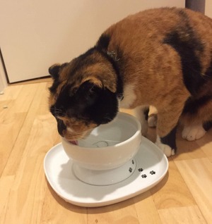 猫に水をたくさん飲ませたい。猫に水を与える方法の基本を知っておこう