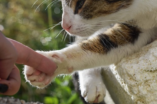 愛猫の噛む・引っ掻くをパターン別に解析！猫の気持ちを知っておこう