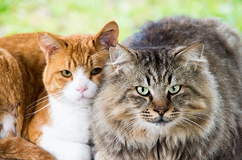 2匹以上の猫と暮らす時。猫同士の相性を見極める3つのキーワードとは
