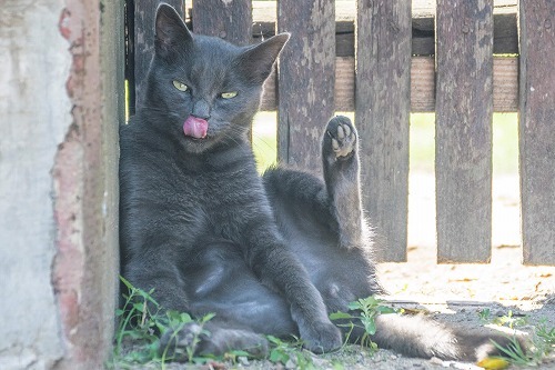 やったことないけど…ちょっと気になる猫のお尻のケア方法のQ&A