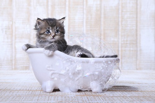 【猫とシャンプー】トリマーさんに教わった、猫を洗うときの段取りとコツ