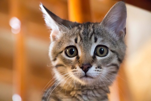 【猫の膀胱炎】7歳以上のメス猫は要注意。猫が突発性膀胱炎になる理由とは