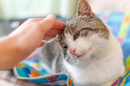 【猫と病気】暑い夏は要注意！紫外線が原因で猫がなりやすい3つの病気とは