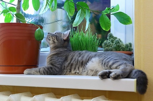 猫にマタタビ・猫草・キャットニップ。猫と植物に関するQ&A