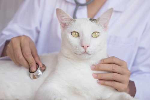 【猫の終活】愛猫を最後まで幸せに看取るために飼い主ができること