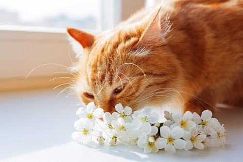 【猫と嗅覚】猫はクンクンするのが大好き。その理由を詳しく解説します！
