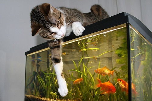 猫は魚を本当は好きじゃないかも？猫と魚の不思議な関係とは