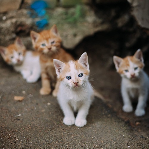 【猫と裁判】医療過誤、餌やり、虐待……。実際に起こった猫のトラブルと判例