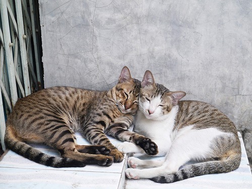 仲良し猫 猫が他の猫とくっついて寝たり ご飯をシェアする理由とは Starthome