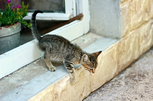 【猫の脱走】夏に多い猫の逃亡事件。猫が脱走したらココをチェック！