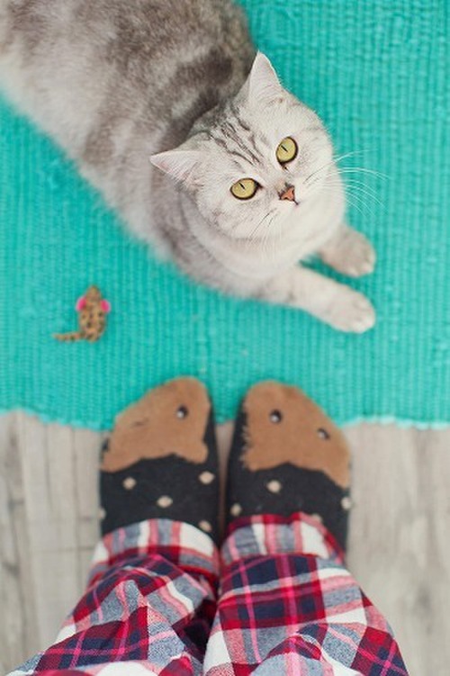 【フレーメン反応】猫は臭いニオイがお好き？猫が臭い靴下に反応する理由