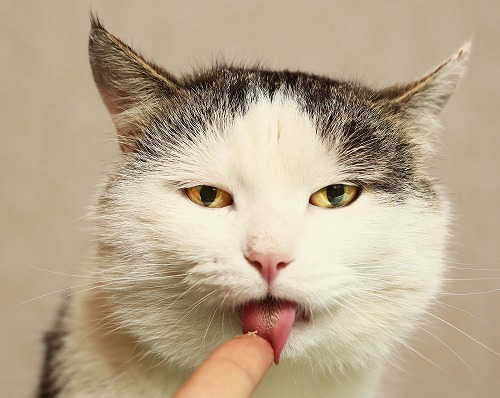猫が療法食を食べてくれないとき。この5つのポイントを試してみよう